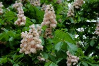 Каштан конский обыкновенный ø25 h80 см