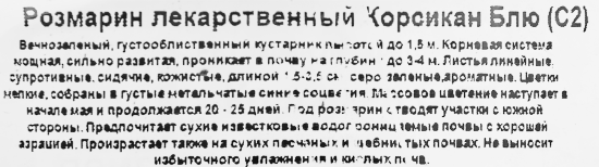 Розмарин лекарственный Корсикан Блю ø17 h20 см