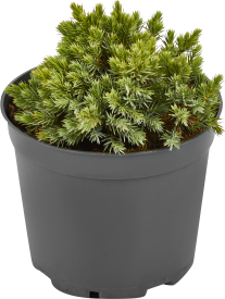 Можжевельник Блю Стар h10-20 см