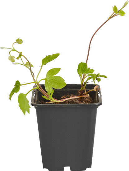 Клематис микс h15