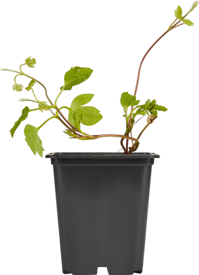 Клематис микс h15