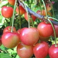 Черешня/Вишня птичья «Брянская розовая», С7-С10, двухлетняя