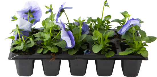 Виола микс, 10 шт.