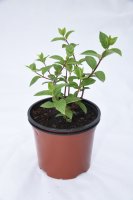 Гортензия Диамантино метельчатая, цветки крыпные, цвет белый