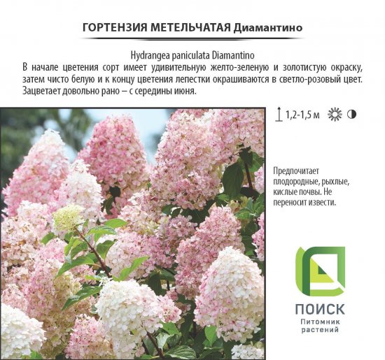 Гортензия Диамантино метельчатая, цветки крыпные, цвет белый