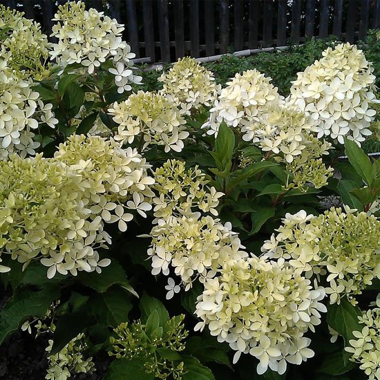 Гортензия Диамантино метельчатая, цветки крыпные, цвет белый