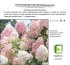 Гортензия Диамантино метельчатая, цветки крыпные, цвет белый