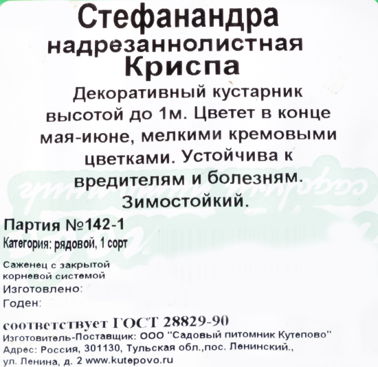 Стефанандра Криспа С2 С40 см