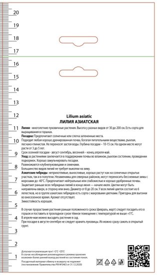 Лилия азиатская «Навона» размер луковицы 14/16
