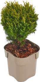 Хвойный микс ø15 h40 см