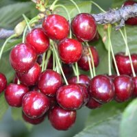 Черешня клоновый подвой ø28 h150 см