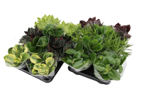 Пеперомия микс ø11 h23 см