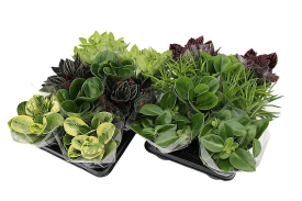 Пеперомия микс ø11 h23 см