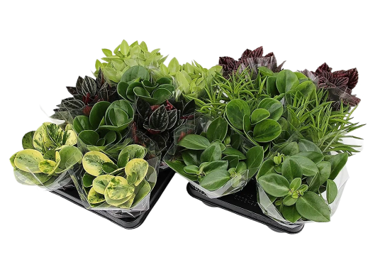 Пеперомия микс ø11 h23 см