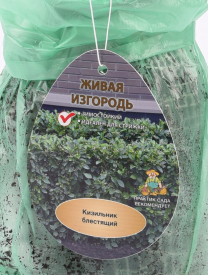 Кизильник Блестящий ø9 h39 см (3 шт)