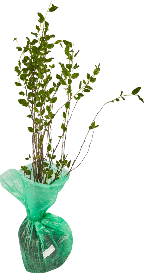 Кизильник Блестящий ø9 h39 см (3 шт)