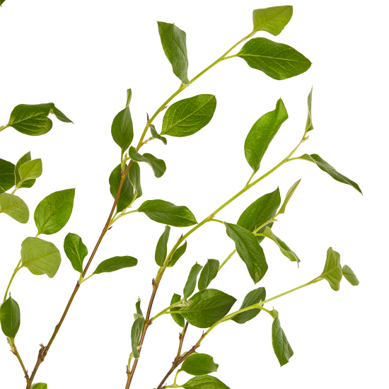 Кизильник Блестящий ø9 h39 см (3 шт)