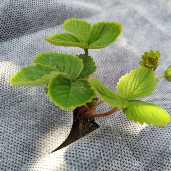 Укрывной материал Агротекс мульчирующий для клубники и овощей 80 г/м² 1.6x5 м бело-черный