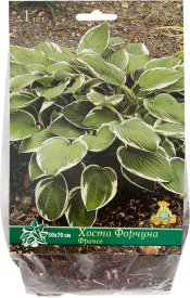 Хоста Форчуна «Франсе», 1 шт.