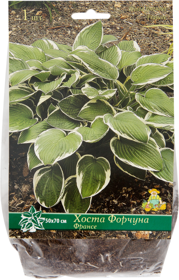 Хоста Форчуна «Франсе», 1 шт.