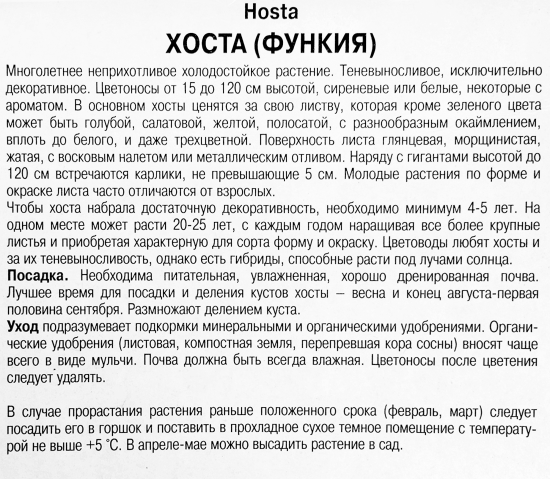 Хоста Форчуна «Франсе», 1 шт.