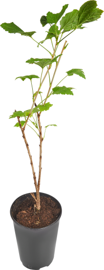 Смородина красная Натали ø15 h30 см