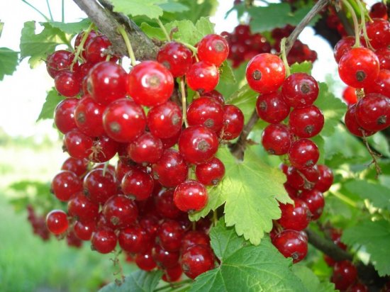 Смородина красная Натали ø15 h30 см