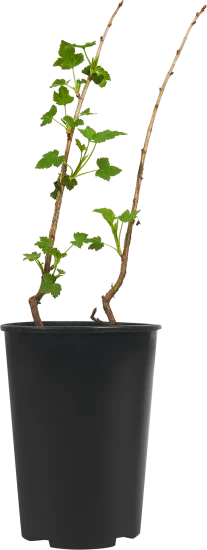 Смородина черная Пигмей ø15 h30 см