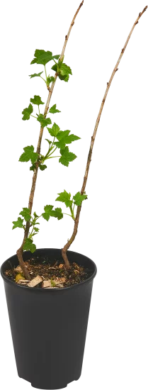 Смородина черная Пигмей ø15 h30 см