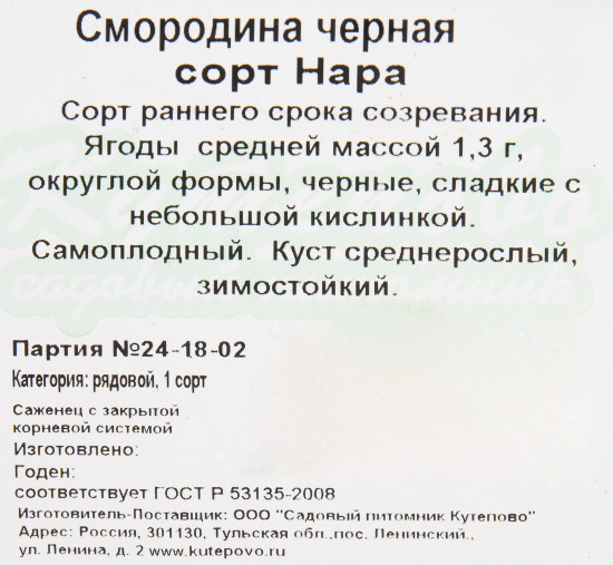 Смородина чёрная «Нара» C2 высота 40 см