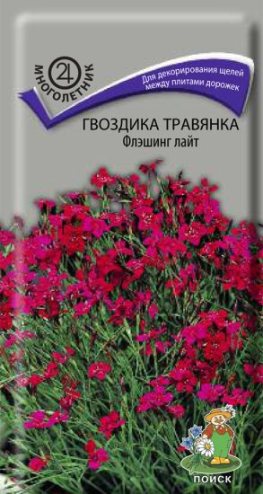 Семена цветов Поиск гвоздика травянка Флэшинг Лайт