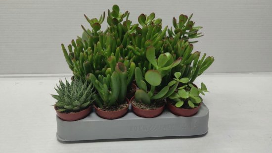 Cуккулент микс ø5 h10 см