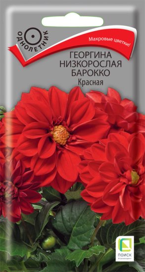 Семена цветов Поиск георгина низкорослая Барокко красный