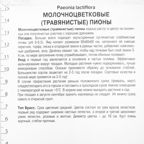 Пион травянистый «Топ Брасс»