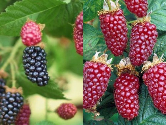 Ежемалина микс туба h20 см