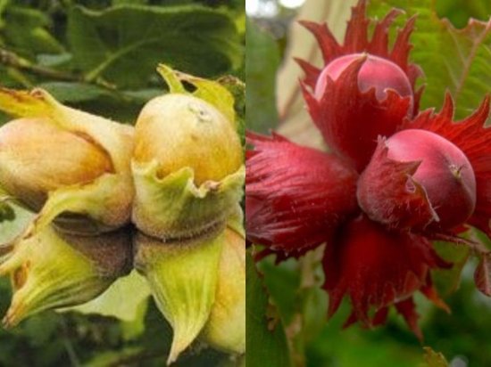 Фундук микс туба h20 см