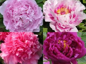 Пион древовидный корнесобственный h20 см