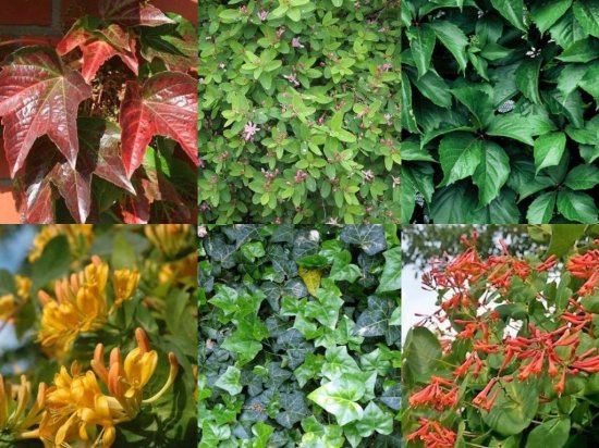 Вьющиеся растения микс h20 см