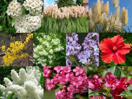 Декоративно-лиственные растения h20 см