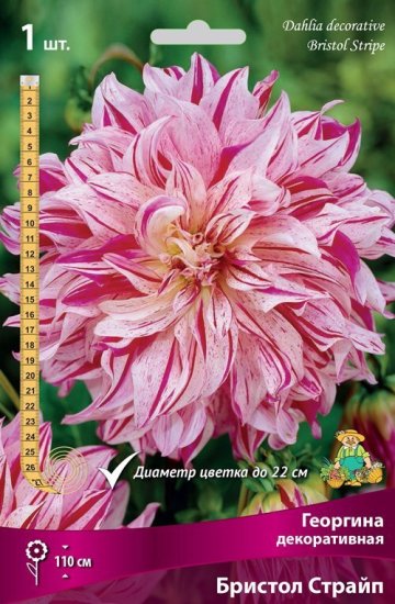 Георгина декоративная Бристол Страйп луковица I