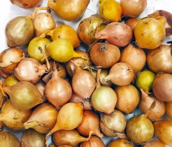 Лук-севок BEGINIA Штуттгартер ризен 0.5 кг