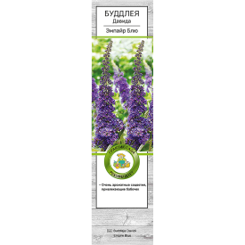 Буддлея Давида Эмпайр Блю h39 см