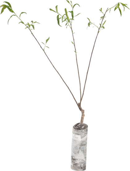 Ива пурпурная «Нана» в коробке