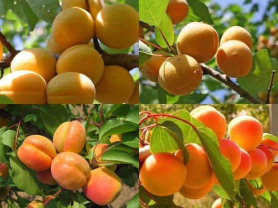 Абрикос микс туба h20 см