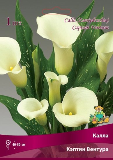 Калла Кэптин Вентура луковица 14/16