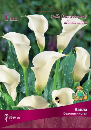 Калла белопятнистая Бордо луковица 14/16