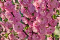 Миндаль Трехлопастной сетка h170 см