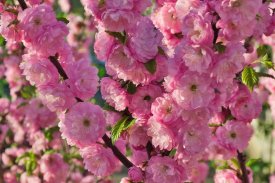 Миндаль Трехлопастной сетка h170 см