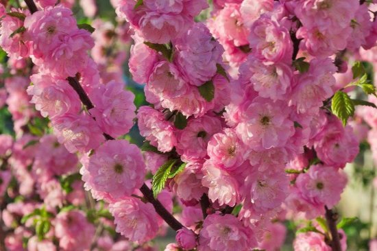 Миндаль Трехлопастной сетка h170 см