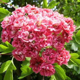 Боярышник обыкновенный Пауль Скарлет сетка h170 см